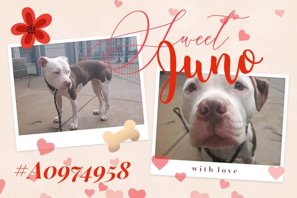 AdoptCCAnimals's tweet photo. #Dog #Juno_CCSTCA_07 I’m super cute girl  https://t.co/CpKs31LYse https://t.co/4CahLgaimu