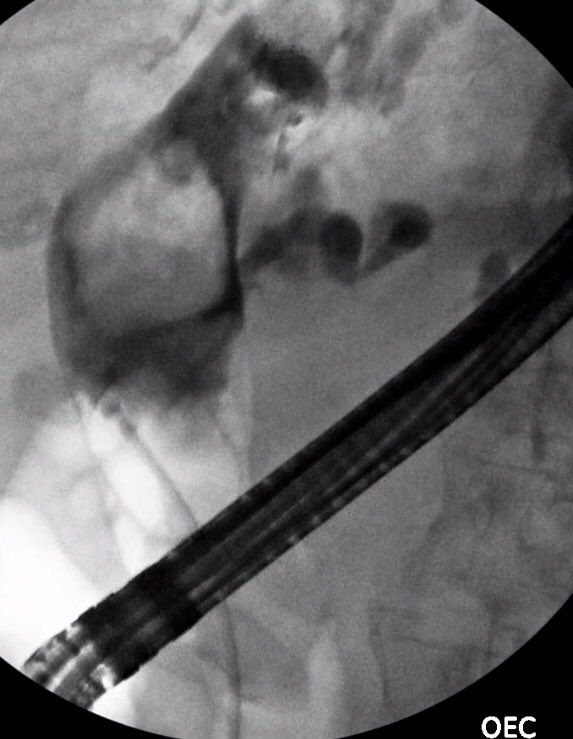 Nha T. Duong tweet media