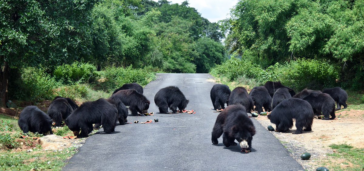DrTOMontgomery's tweet photo. #Christmas2021 
On Christmas Eve, 2002, @WildlifeSOS rescued the first dancing bears off the streets 
On December 18, 2009, the last dancing bear in India was freed.
Bannerghatta Bear Rescue gives over 70 abused bears a safe haven for the rest of their lives 🎁🐻if you can 🙏 https://t.co/653FRIbjs7