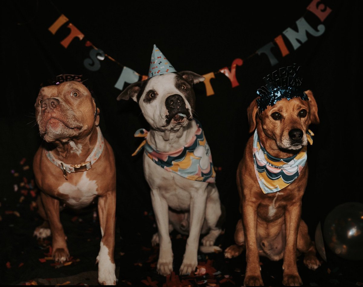 thebixlerbunch's tweet photo. Happy Birthday Milo &amp; Taz! Hope you enjoyed the pawty 🎉 https://t.co/iTiSrzGZG0