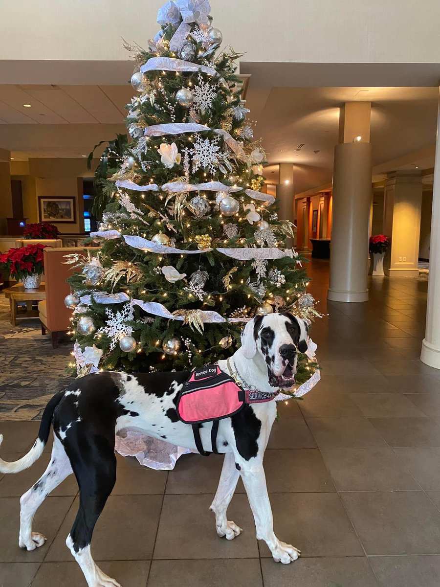 Future Service Dog Proxy is getting excited for Christmas! He hopes Santa brings him some bones and fluffy blankets! @servicedogproject @dogblessyou #exploreorg #servicedogproject #dogblessyou  #servicedog #servicedogs #greatdaneservicedog #greatdane #greatdanes