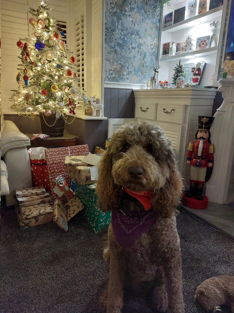 JenniBird99's tweet photo. It's Christmaaaas 🥰🎄 https://t.co/MmDOY9kf6r