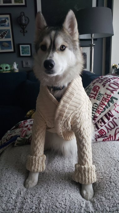 Here is a photo of Kevin in a sweater. Just because. #kevin #doginasweater https://t.co/MShUfIBDMc<a href="/tag/kevin"class="tags"><span>#kevin</span></a><a href="/tag/doginasweater"class="tags"><span>#doginasweater</span></a>