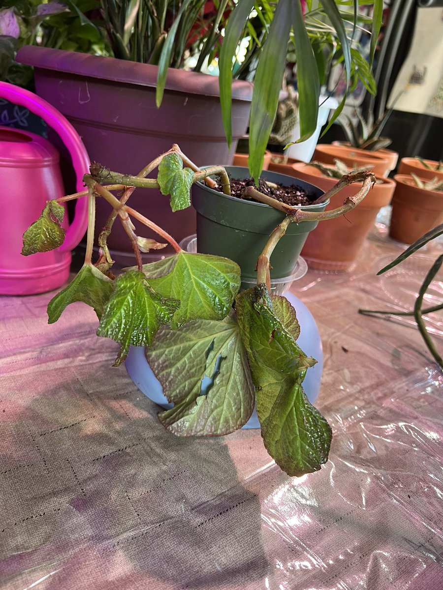 BETTYBURKS's tweet photo. @GrowWithNoot before &amp; after of my Begonia Orococo. It had lost all of the leaves except 1 &amp; wasn’t doing good. Then I started using Noot &amp; it has exploded with new growth! ❤️🍃#growwithnoot https://t.co/KbaXSPCQH6