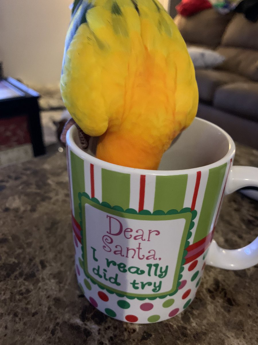 I did try to be a good birb. It is just so hard ~Mango 🦜 #conure #MerryChristmas2021 #birdphotography #BirdTwitter #dearsanta