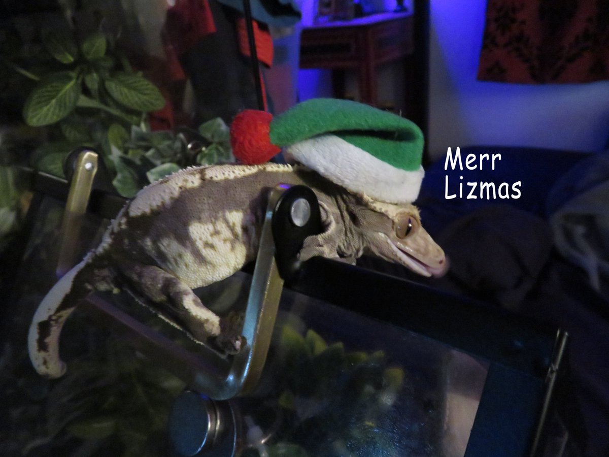 Trikotomy's tweet photo. #crestie #crestedgecko https://t.co/CX0euBjJIW