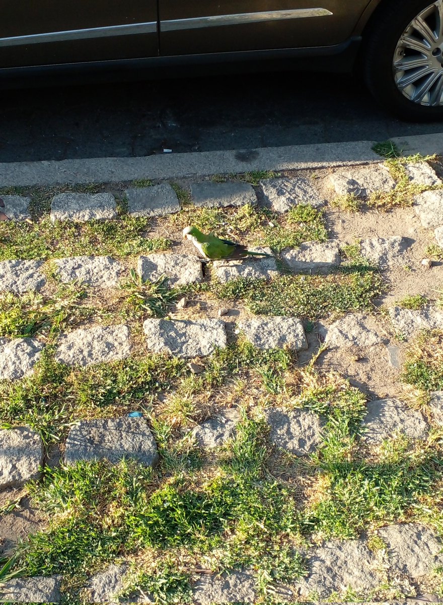 homero_manzione's tweet photo. No podía volar !!!
Logre agarrarlo y ponerlo en un árbol del parque Rivadavia.
#SaveParrot
#SaveTheLife https://t.co/MaEZIOetNh