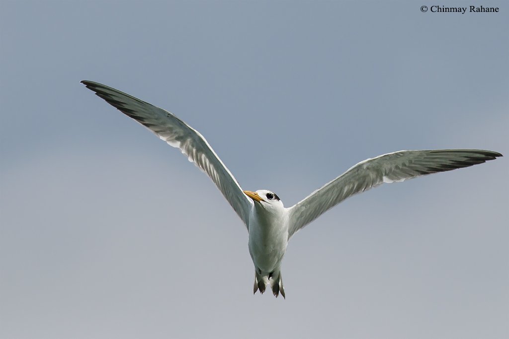 crahane09's tweet photo. Lesser Crested Tern from Zuari, #Goa 

#birds #birding #indiaves https://t.co/FW6UKFdheH