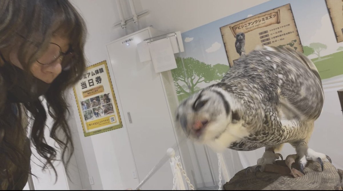 Co_Copain_Chou2's tweet photo. 年末年始含め唯一のオフなう。

フクロウと戯れてる。 https://t.co/lOvh7YtHIP