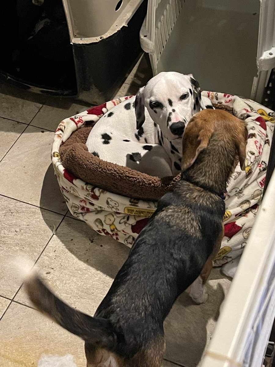 ネモ＆レオ tweet media