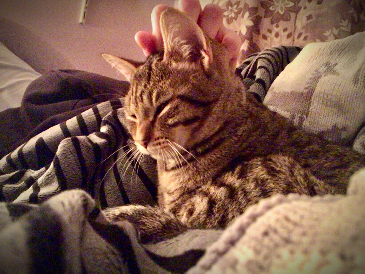 😺 GREAT NEWS FURRENDS! 😺
I have my mama back. She can’t walk a lot and has a lot of hurt and I have to be very careful not to pounce on her which is very tricky for me. But she still gives good snuggles 🐱♥️ xo #CatsOfTwitter #cats #spinesurgery