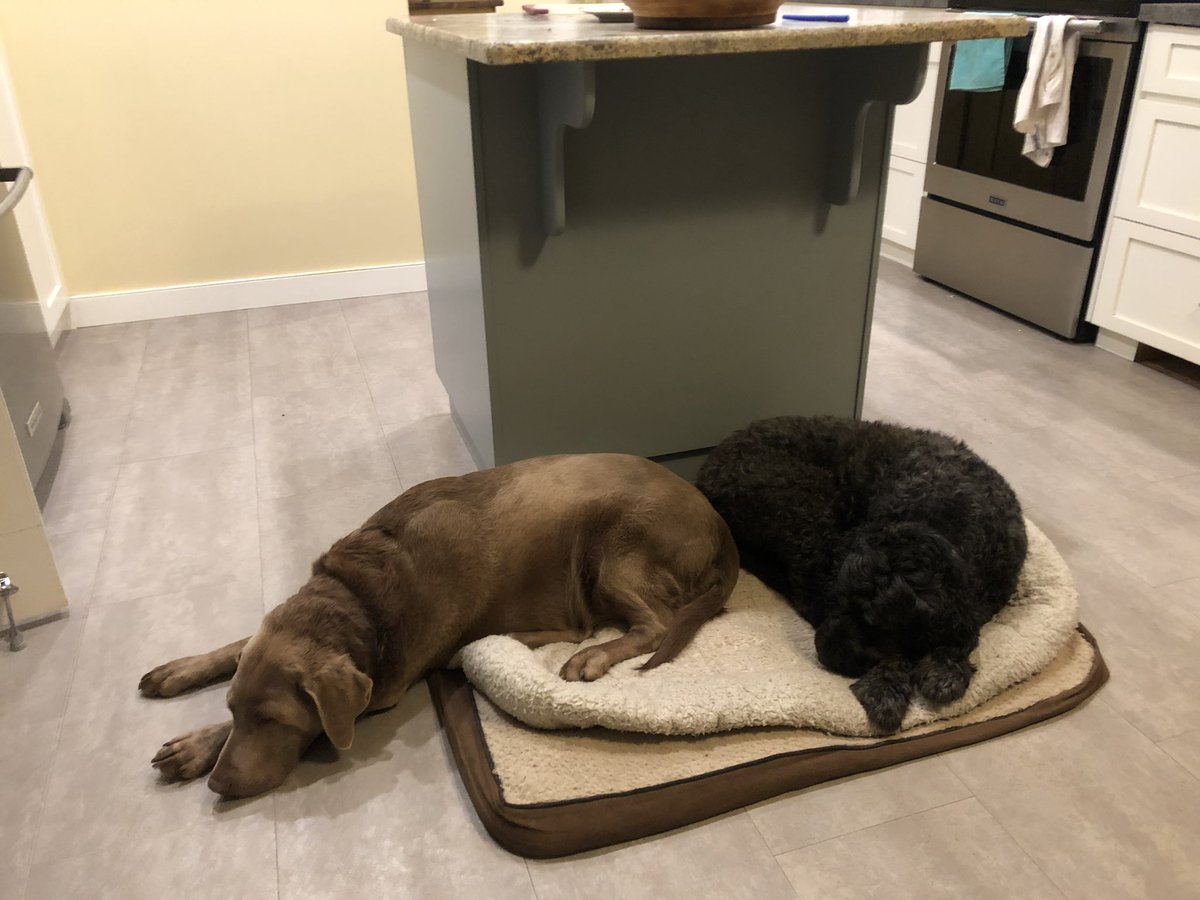 One day they are at each other’s throats over a buried bone and the next day …. Can learn a lot about letting go from these guys. #dogs #dogsoftwitter
