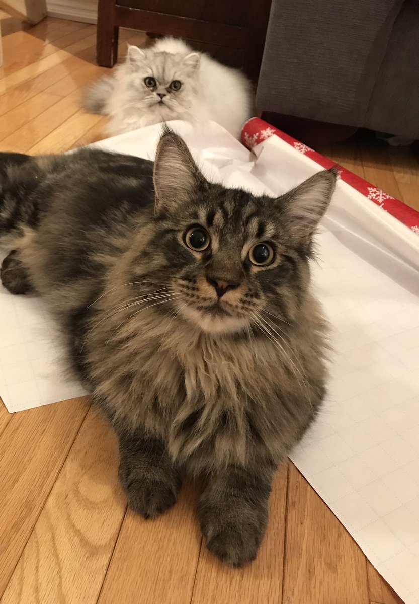 MrRumseyFDK's tweet photo. These two are awesome wrapping helpers. https://t.co/BWzBcLKfLG