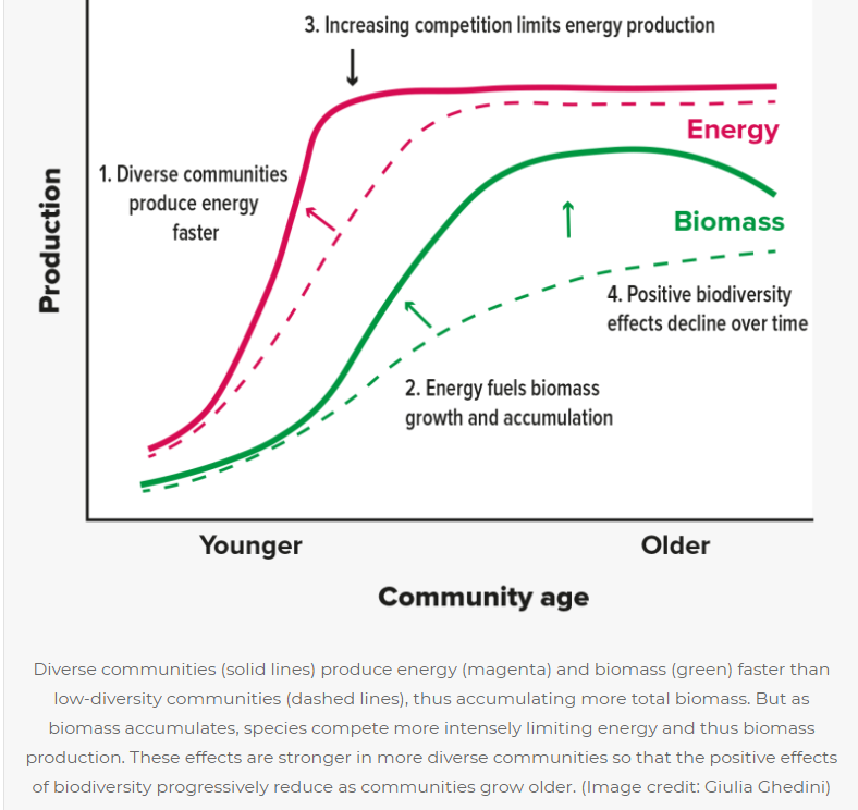 How does biodiversity affect the relationship between energy and biomass production over time? <a href="/giulia_ghedini/">Giulia Ghedini</a> @djm_MEEG and Michel Loreau use phytoplankton to tackle this question. Read a lay summary here cgb.org.au/2021/12/21/bio…