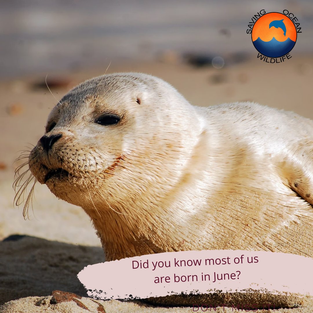 On the 10th day of Christmas <a href="/Saving_Ocean/">Saving Ocean Wildlife (SOW)</a>  gave to me an amazing fact about sea lions! 

Most sea lions are born in June and are weaned 6 months later in December. 

Let us know in the comments how many of you knew this. 

To learn more click here: bit.ly/FreeFieldGuide