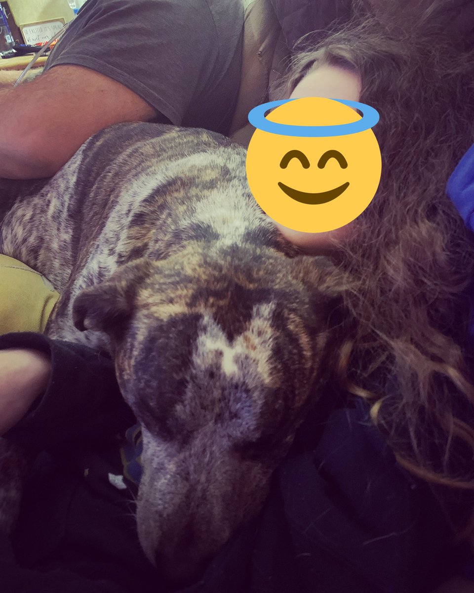 BumpstockBarbie's tweet photo. How Lady chooses to snuggle with the tiny tyrant while we watch A Charlie Brown Christmas 😆 #SoVicious https://t.co/fVkltXstTb