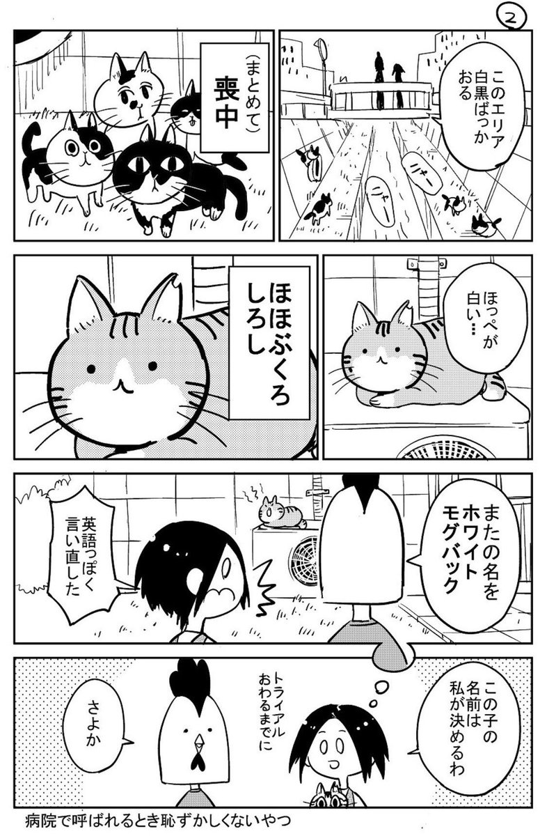 3本足の猫がうちの子になるまで④ 