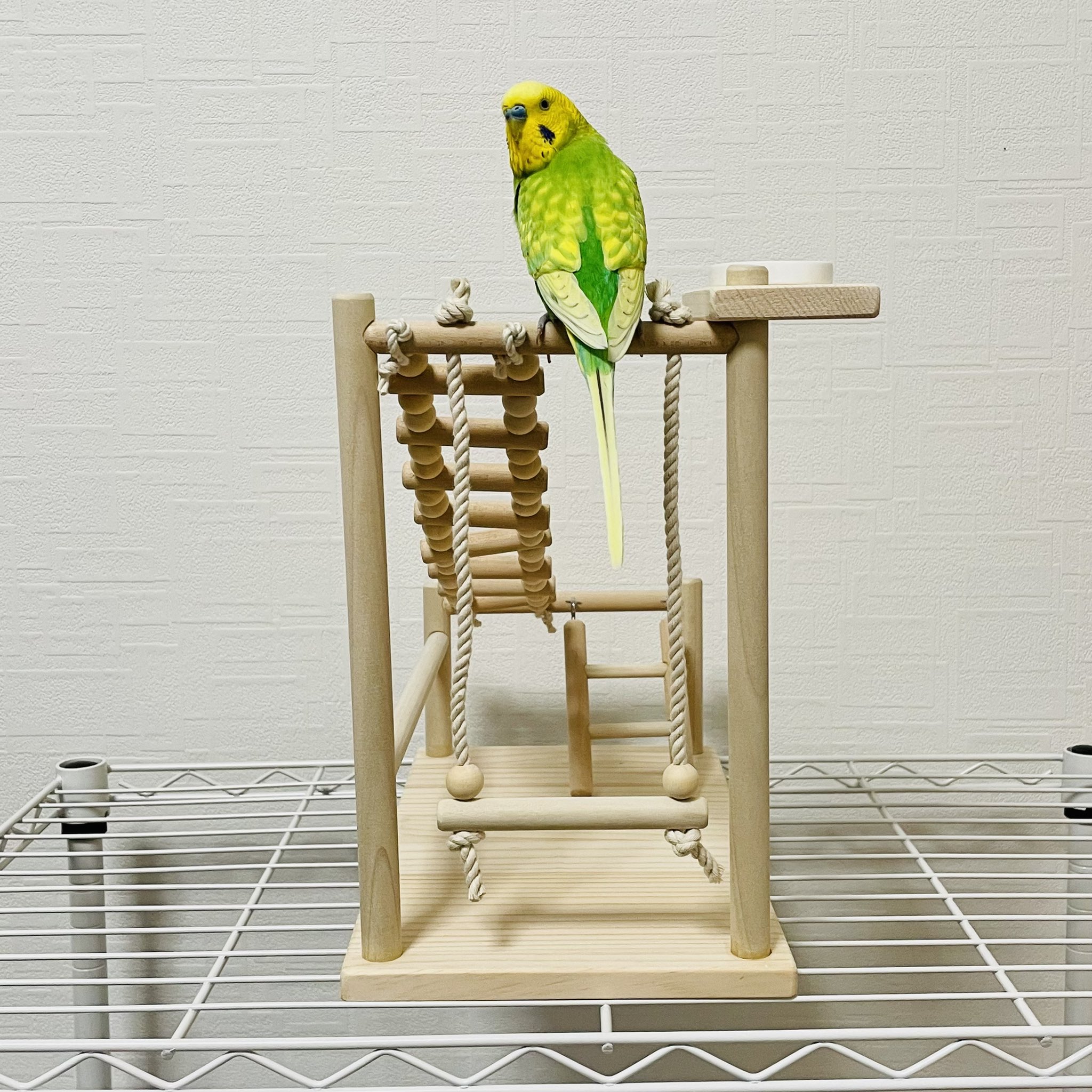 Amazon.co.jp: ZHONGXIN MADE かわいいレインボー熱帯魚