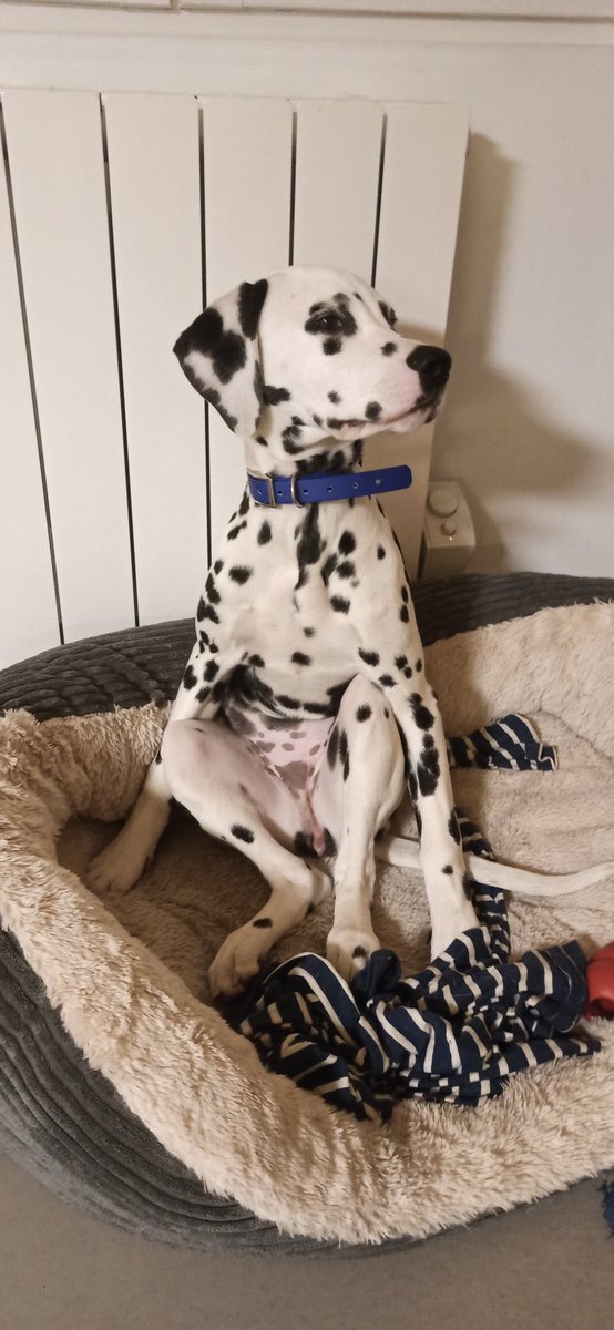 Julien Desvages tweet media