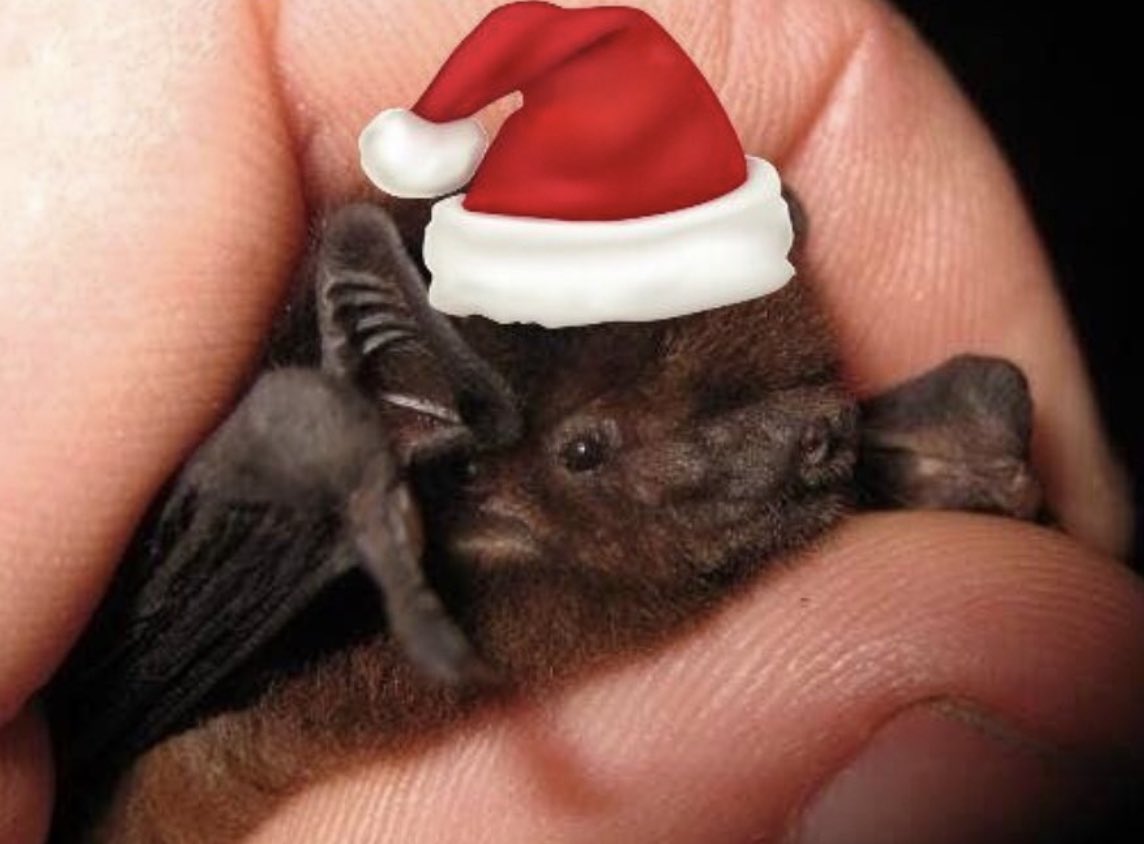 NZBCT's tweet photo. Merry Christmas! December is typically when long tailed bats give birth to a single pup 🦇 the pup usually takes its first flight from the roost in January. #longtailedbat #wattledbats #Chalinolobus #nzbats #batsofinstagram #pekapekatouroa #pekapeka 📸 James Mortimer https://t.co/NDZHNvgljF