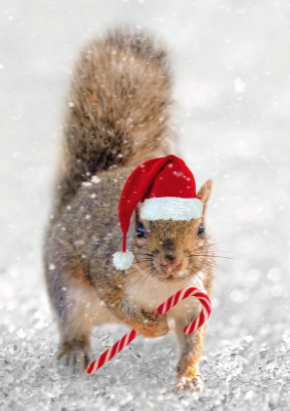 Squirrel DAO(🌰, 🌰) tweet media