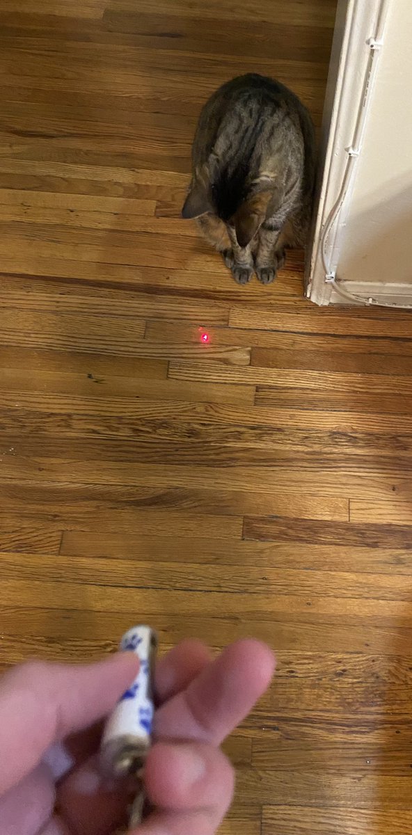 SmoothFunFacts's tweet photo. Extra Bonus Fun Fact: With the light beam stick being the sole successful purchase from the previous year, Smooth bought nothing for his furry kids in 2021 and will only offer them boxes once the contents are removed.) #cats #pets #toys #Christmas #holidays #shopping #gifts https://t.co/xlbAv5w4sx
