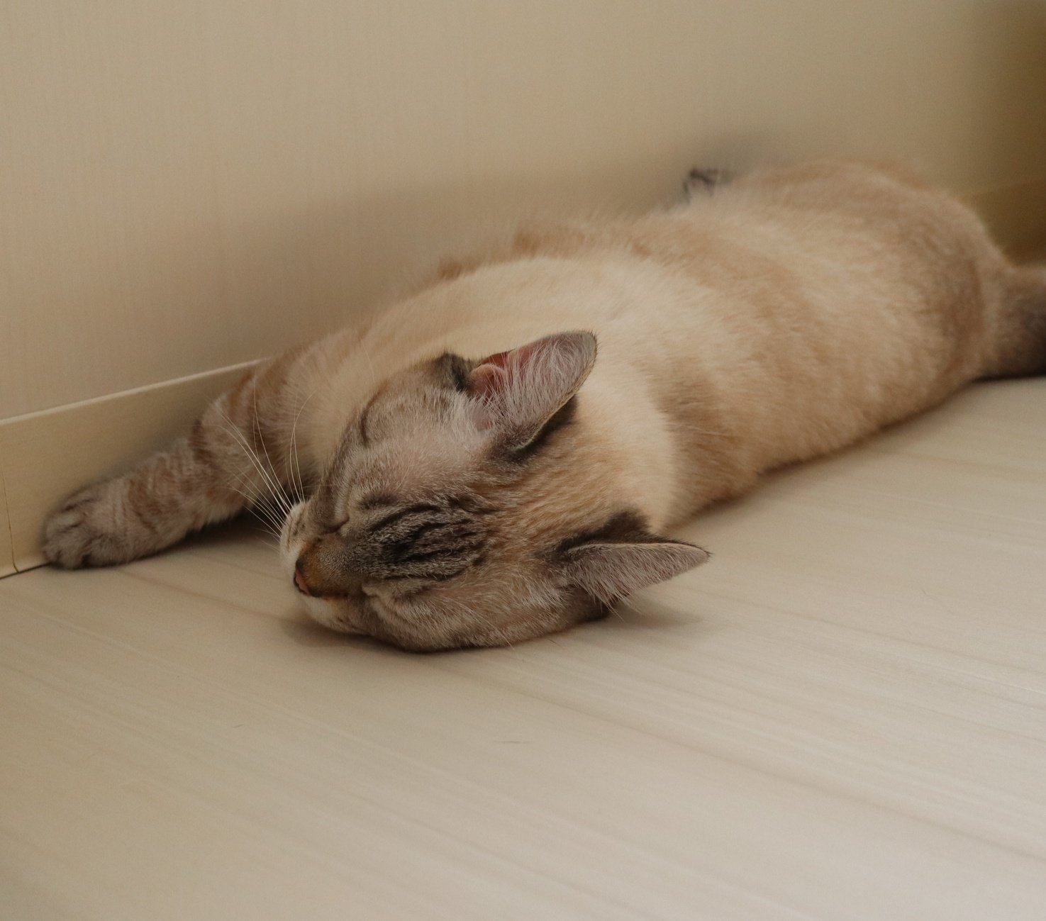猫カフェ リプミィ Catcafelipmy Twitter