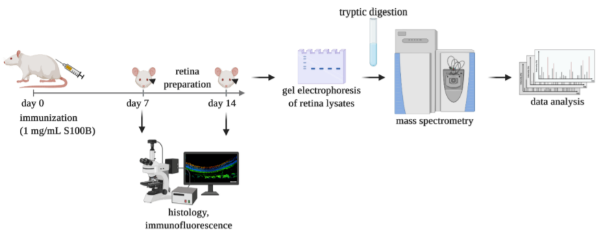 Biology_MDPI's tweet photo. Proteomic Analysis of Retinal Tissue in an S100B Autoimmune Glaucoma Model https://t.co/AjhEKY8vhz #mdpibiology via @Biology_MDPI @ruhrunibochum 

#autoimmune #normal_tension #proteomics #S100B #HSP60 #α2_macroglobulin #DIA_mass_spectrometric_analysis #glaucoma #mass_spectrometry https://t.co/uJghwx6AGS