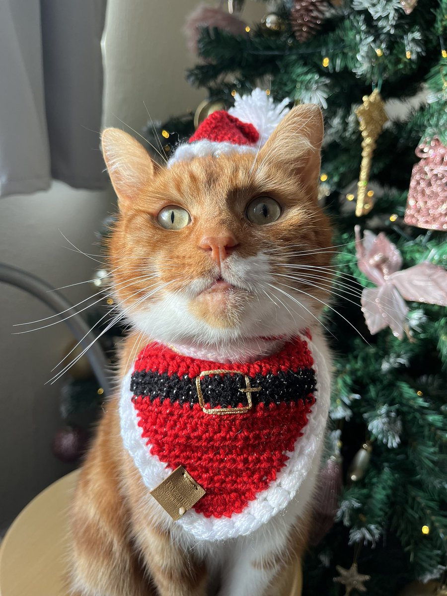 TommyTheGinger1's tweet image. Merry Christmas Eve #CatsOfTwitter #TabbyTroop #catsofinstagram #ChristmasEve #ChristmasTree