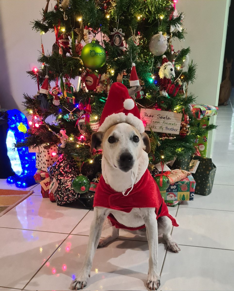 mikebradio's tweet photo. It's a dog's life! Merry Christmas from Mr Fletch ❤ 
#jackrussell #jackrussellterrier #cutedogs #happydog https://t.co/NTtrW5k7zU