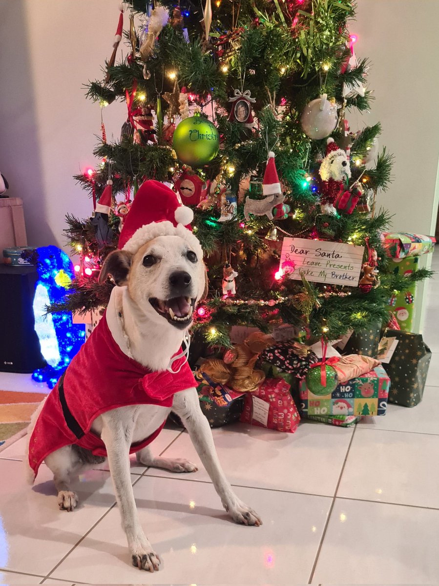 mikebradio's tweet photo. It's a dog's life! Merry Christmas from Mr Fletch ❤ 
#jackrussell #jackrussellterrier #cutedogs #happydog https://t.co/NTtrW5k7zU