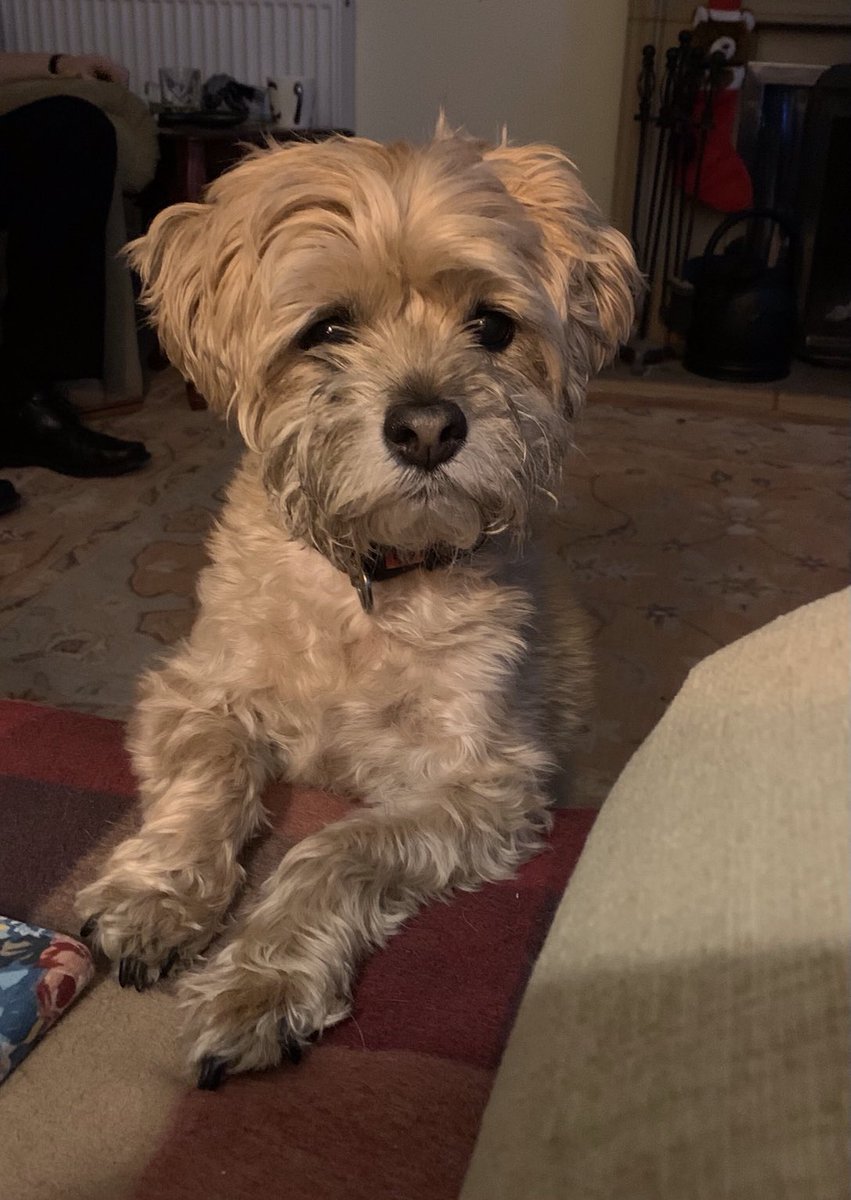 PrincessMavisM1's tweet photo. Happy Christmas 🎄. #btposse https://t.co/C0LQBGwIqa