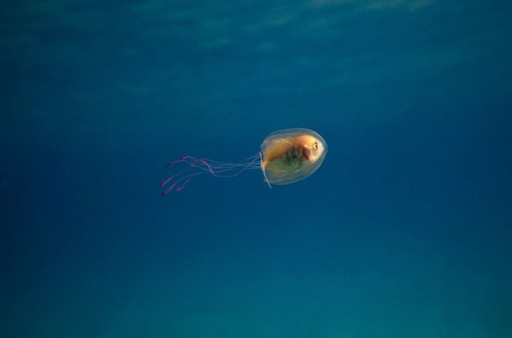 เรียกผมว่า“สายลมที่หวังดี”🐝🐶 tweet media