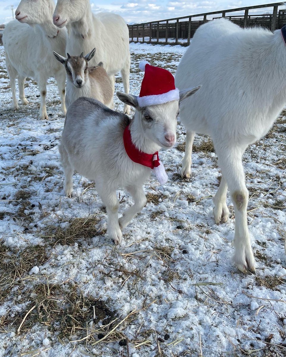 Goat_Vs's tweet photo. ヤギサンタ🎅
子ヤギちゃんもサンタコス
#子ヤギちゃんサンタコスプレ🐐🧑‍🎄
#ヤギ　#ヤギサンタ　#子ヤギのサンタ https://t.co/HaFe75z2pU