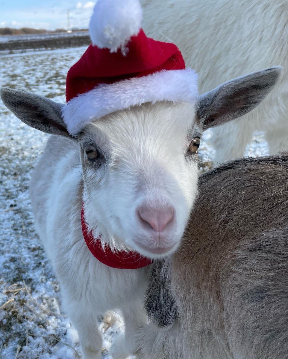 Goat_Vs's tweet photo. ヤギサンタ🎅
子ヤギちゃんもサンタコス
#子ヤギちゃんサンタコスプレ🐐🧑‍🎄
#ヤギ　#ヤギサンタ　#子ヤギのサンタ https://t.co/HaFe75z2pU