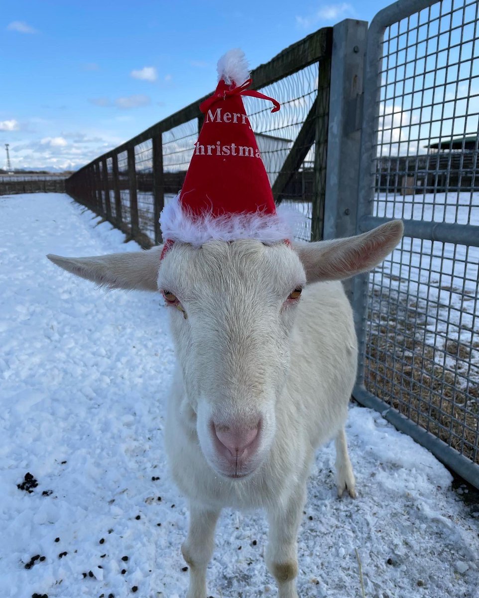 Goat_Vs's tweet photo. ヤギサンタ🎅
子ヤギちゃんもサンタコス
#子ヤギちゃんサンタコスプレ🐐🧑‍🎄
#ヤギ　#ヤギサンタ　#子ヤギのサンタ https://t.co/HaFe75z2pU