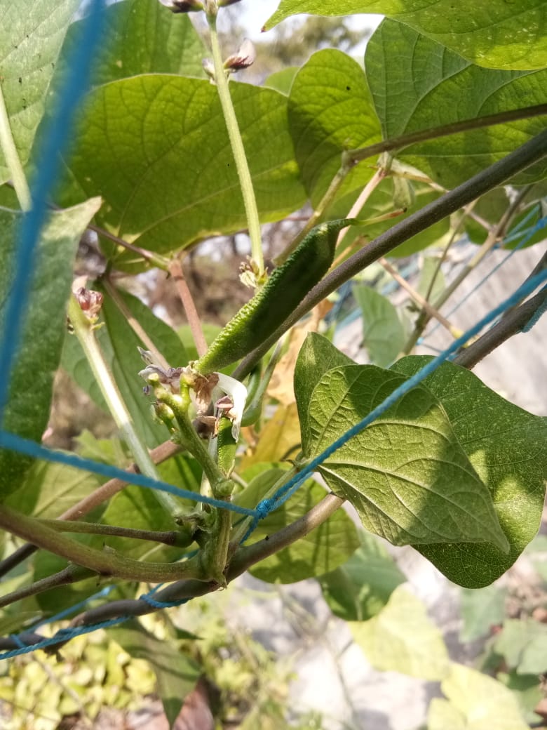 1BloggerGirl's tweet photo. @Amitabhjha3 Dada My plants are all getting ready slowly n gradually... #Brinjal #flatbean #Methi #Palak https://t.co/AL8n76RWLi