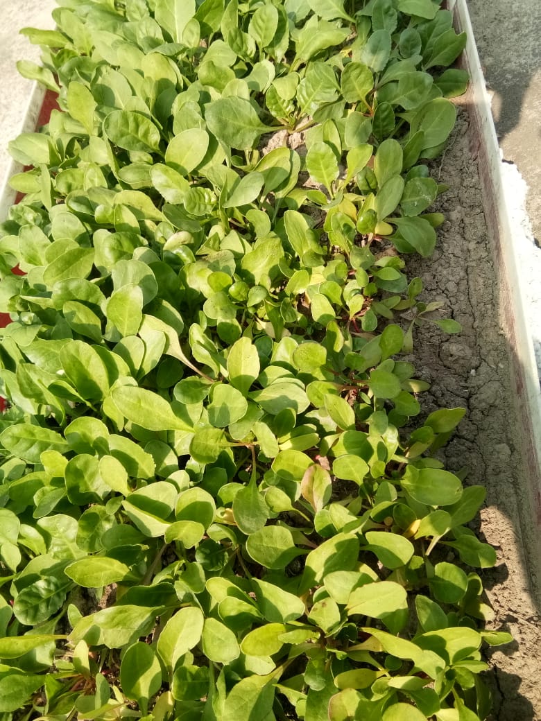 1BloggerGirl's tweet photo. @Amitabhjha3 Dada My plants are all getting ready slowly n gradually... #Brinjal #flatbean #Methi #Palak https://t.co/AL8n76RWLi