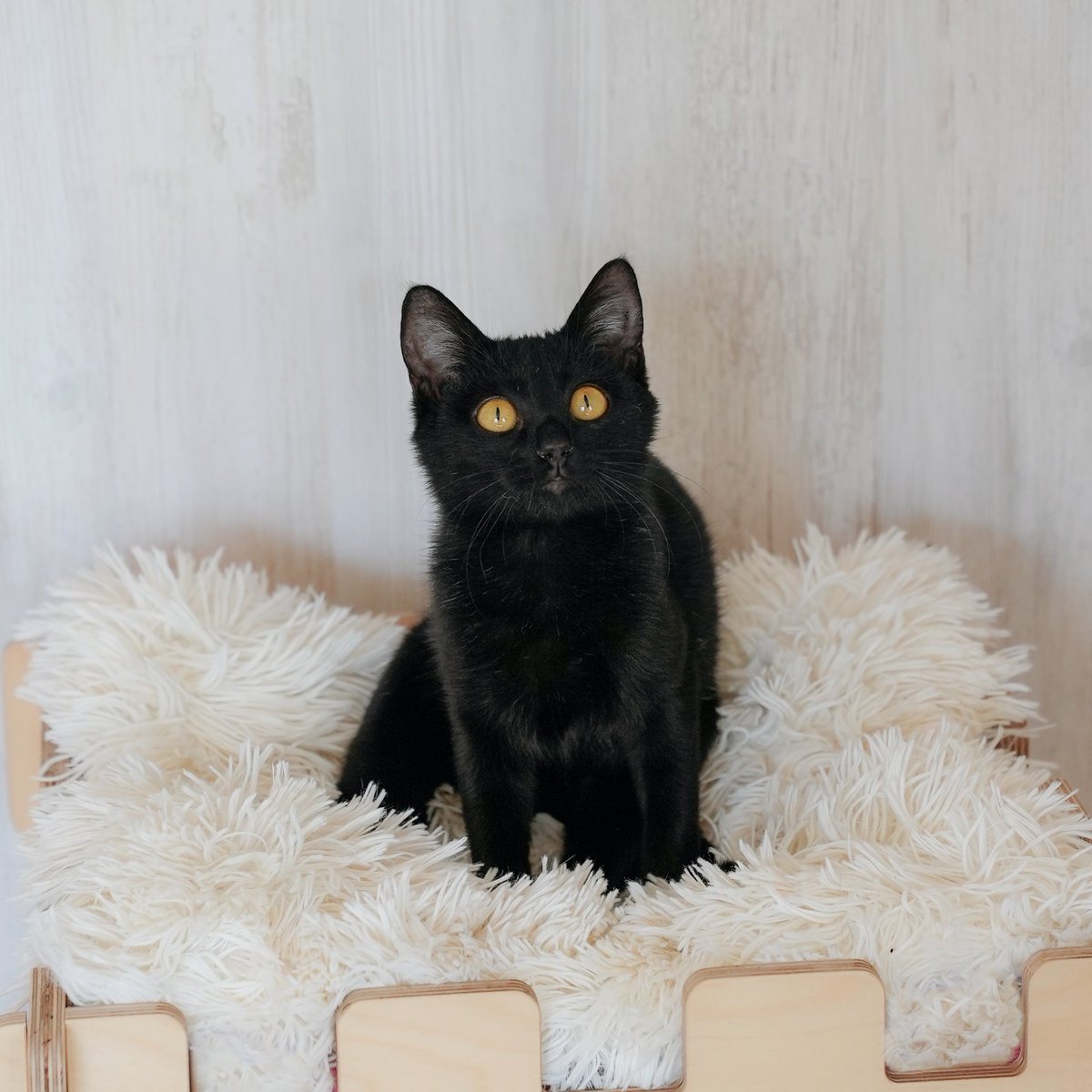 dante_animal's tweet photo. メリークリスマス！今年の唯一の願いは、保護猫たちが一生の家族に恵まれること。

黒猫の琥珀、茶トラのトリートは性格が優しくて、甘えん坊で毎日沢山の癒しを与えてくれる。

全国譲渡可で、最高の相棒を迎えたい方はご連絡下さい。リツイートも嬉しい。クリスマスに一生の家族へとつなげよう！🌲🐈 https://t.co/M7YeBF6aHK