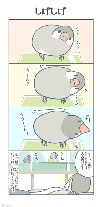 しげしげ。何事もないか確認してくれたようです。

#Buncho #javasparrow #文鳥 