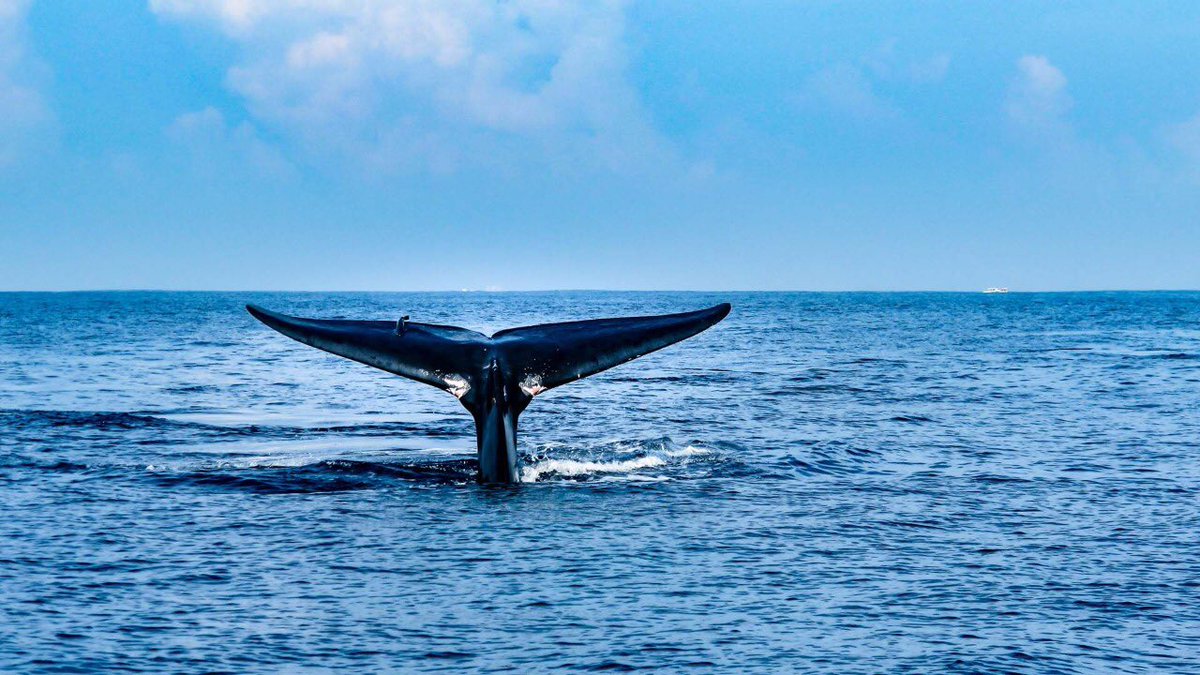 TMirissa's tweet photo. Mirissa is one of the top places in the world to see the majestic Blue whale. Blue whales are called as the largest creatures on Earth. Nowadays, the southern coast of Sri Lanka has become a kingdom of Blue whales. You also have the change for Dolphin watching. https://t.co/9FKhNvXH9x