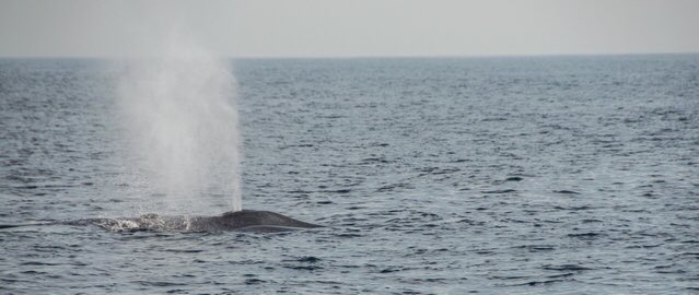 TMirissa's tweet photo. Mirissa is one of the top places in the world to see the majestic Blue whale. Blue whales are called as the largest creatures on Earth. Nowadays, the southern coast of Sri Lanka has become a kingdom of Blue whales. You also have the change for Dolphin watching. https://t.co/9FKhNvXH9x