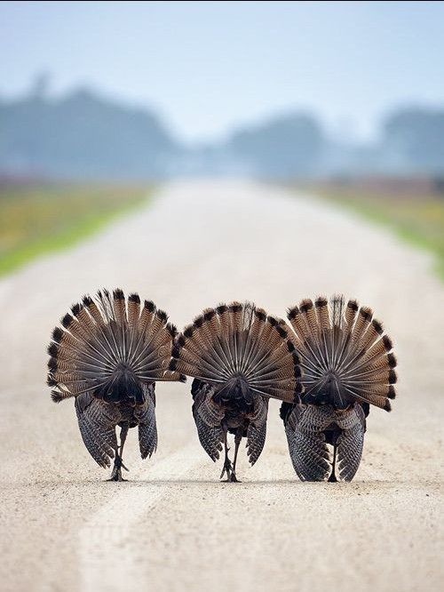 Follow me !
#PHOTOS  #photography #animals #birds