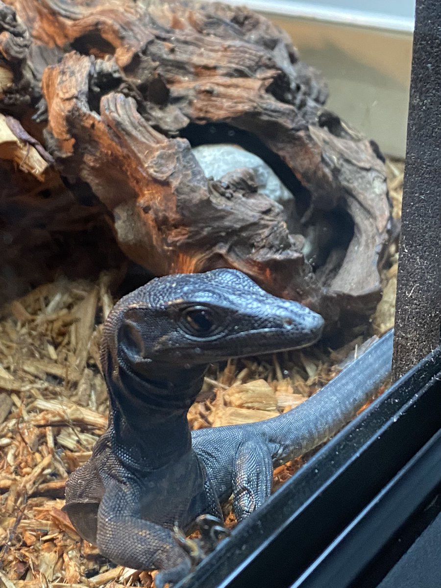 ForkBuns's tweet photo. New baby water monitor, black dragon morph. Excited to work with him before he gets his roughly 6-8 foot adult size. https://t.co/SsHVKE87XC