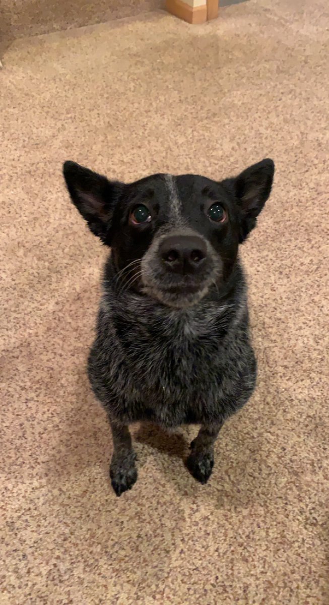 CoachAthman's tweet photo. Today Ivy turns 2! Last year she celebrated her birthday by herself on the streets in Texas. Thankfully she was rescued in January, and was adopted by my wife and I in July! This year she spent her birthday going for walks, playing with toys and eating treats. Happy birthday Ivy! https://t.co/TRXdSCrxZk