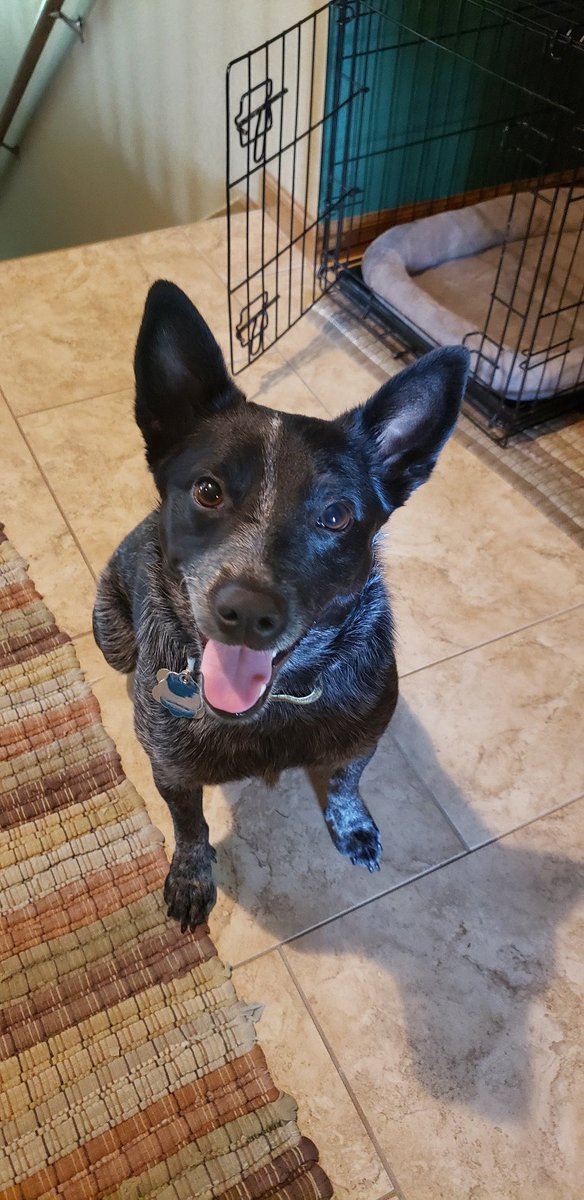 CoachAthman's tweet photo. Today Ivy turns 2! Last year she celebrated her birthday by herself on the streets in Texas. Thankfully she was rescued in January, and was adopted by my wife and I in July! This year she spent her birthday going for walks, playing with toys and eating treats. Happy birthday Ivy! https://t.co/TRXdSCrxZk