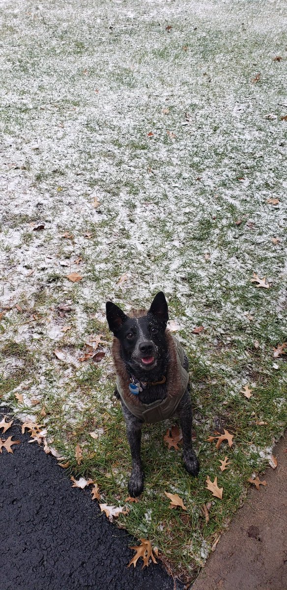CoachAthman's tweet photo. Today Ivy turns 2! Last year she celebrated her birthday by herself on the streets in Texas. Thankfully she was rescued in January, and was adopted by my wife and I in July! This year she spent her birthday going for walks, playing with toys and eating treats. Happy birthday Ivy! https://t.co/TRXdSCrxZk