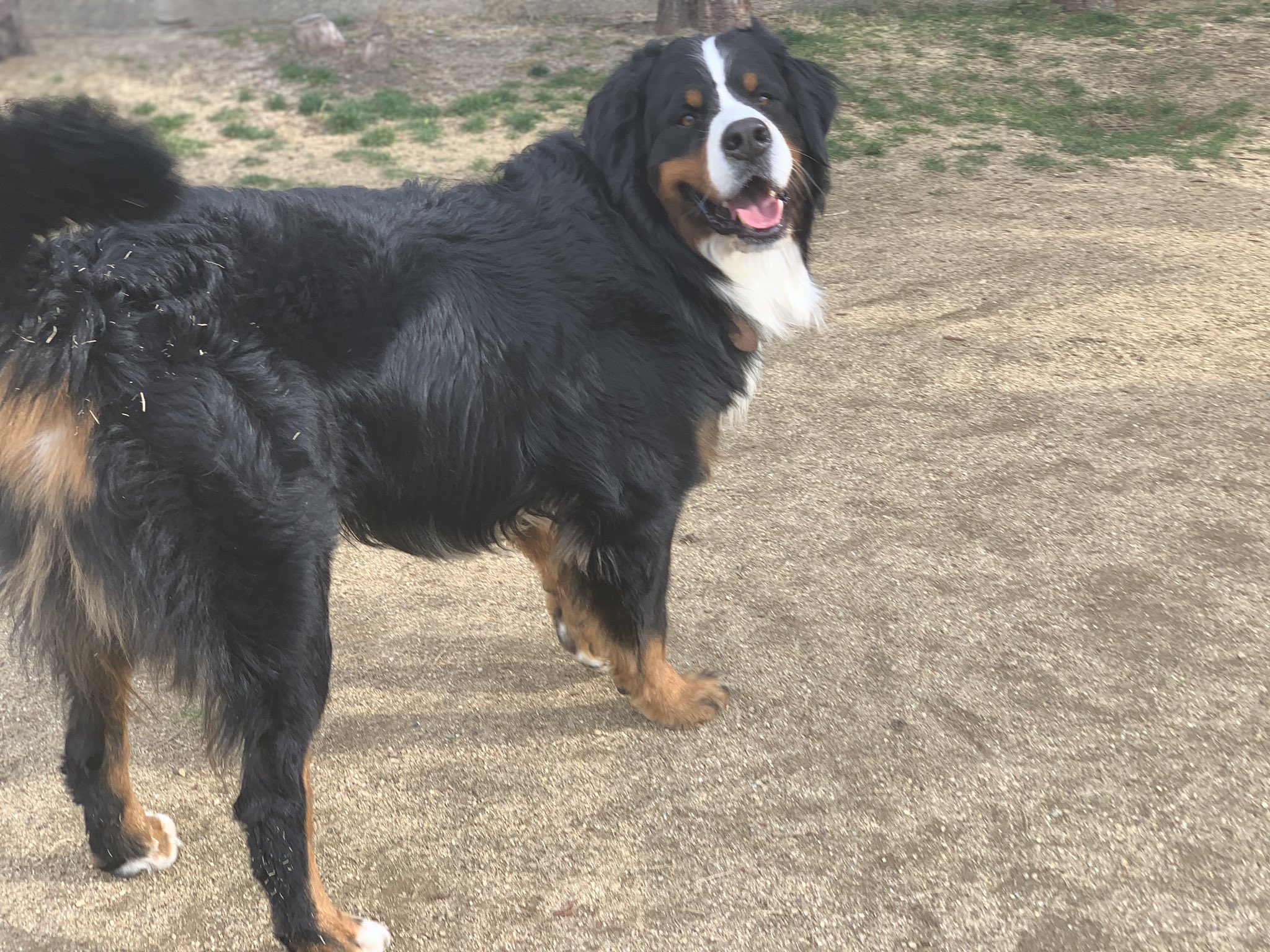 Brownie 今日もかわいい バーニーズマウンテンドッグ T Co Juiawmnzey Twitter