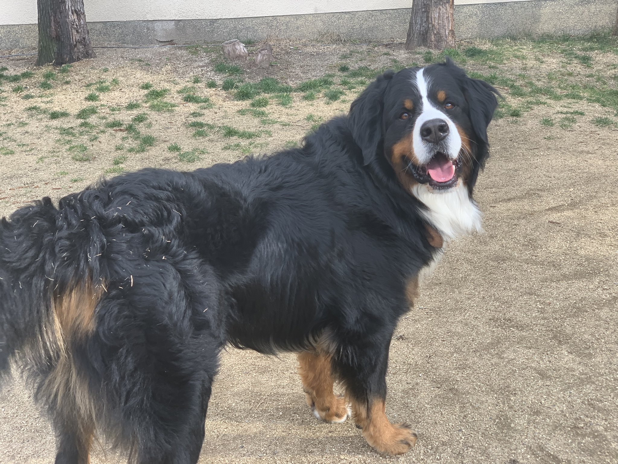 Brownie Brownie0904 Twitter