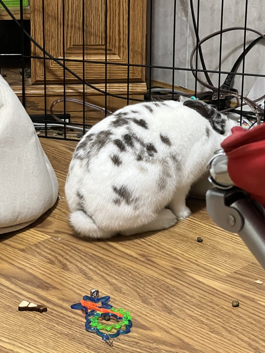 VendettaLuvsU's tweet photo. hi everyone i decided to make a cg account since i've finally embraced the fact im a flip haha. 

-15 (06)
-dms always open!
-dni is nsfw
-daily bunny pictures

#ageretwt https://t.co/RQr6agNJNt